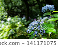 Hydrangeas blooming in vibrant colors under the rainy season sky 141171075