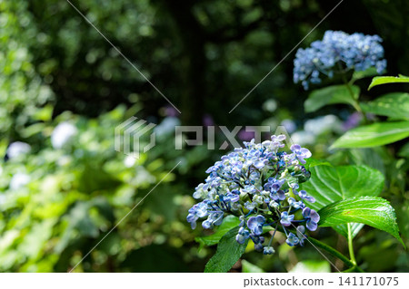 Hydrangeas blooming in vibrant colors under the rainy season sky 141171075