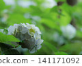 Hydrangeas blooming in vibrant colors under the rainy season sky 141171092