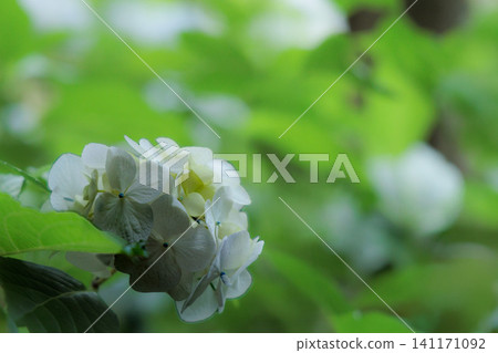 Hydrangeas blooming in vibrant colors under the rainy season sky 141171092