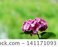 Hydrangeas blooming in vibrant colors under the rainy season sky 141171093