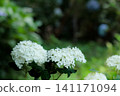 Hydrangeas blooming in vibrant colors under the rainy season sky 141171094