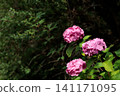 Hydrangeas blooming in vibrant colors under the rainy season sky 141171095