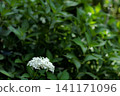 Hydrangeas blooming in vibrant colors under the rainy season sky 141171096