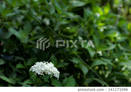 雨季的繡球花在天空的襯托下綻放出鮮豔的色彩 雨季的繡球花在天空的襯托下綻放出鮮豔的色彩 141171096