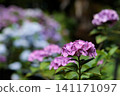 Hydrangeas blooming in vibrant colors under the rainy season sky 141171097