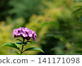 Hydrangeas blooming in vibrant colors under the rainy season sky 141171098