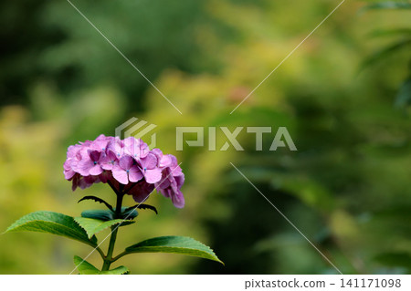 Hydrangeas blooming in vibrant colors under the rainy season sky Hydrangeas blooming in vibrant colors under the rainy season sky 141171098