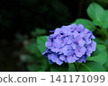 Hydrangeas blooming in vibrant colors under the rainy season sky 141171099