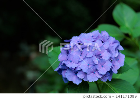 Hydrangeas blooming in vibrant colors under the rainy season sky Hydrangeas blooming in vibrant colors under the rainy season sky 141171099