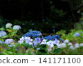 Hydrangeas blooming in vibrant colors under the rainy season sky 141171100