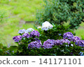 Hydrangeas blooming in vibrant colors under the rainy season sky 141171101