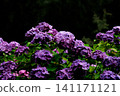 Hydrangeas blooming in vibrant colors under the rainy season sky 141171121