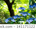 Hydrangeas blooming in vibrant colors under the rainy season sky 141171122