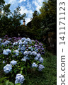 Hydrangeas blooming in vibrant colors under the rainy season sky 141171123