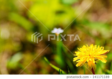 Yellow dandelions blooming against a green background Yellow dandelions blooming against a green background 141171189