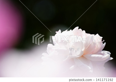 White peonies enveloped in soft foreground blur. White peonies enveloped in soft foreground blur. 141171192