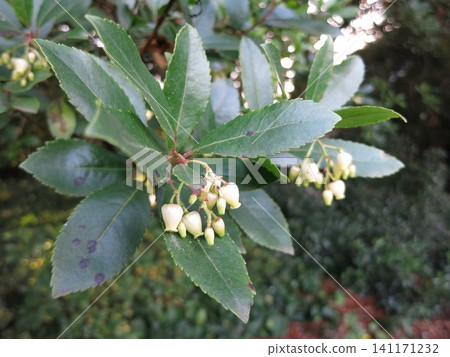 Strawberry tree in late autumn Strawberry tree in late autumn 141171232