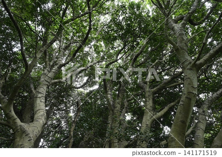 Large holly tree Large holly tree 141171519