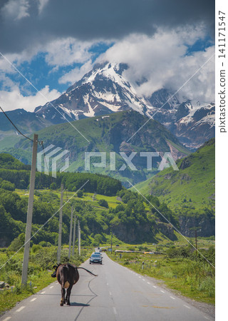 Mountain road to Mount Kazbek in Georgia with cow on asphalt and copy space 141171547