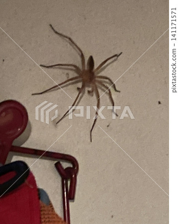 Large huntsman spider Large huntsman spider 141171571