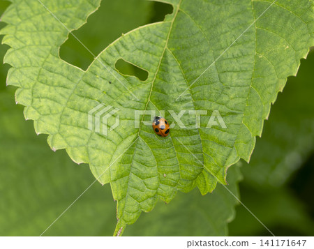 Nanahoshi lady beetle perching on a leaf Nanahoshi lady beetle perching on a leaf 141171647