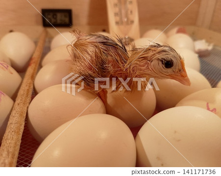 Baby Chick standing on Unhatched Eggs Inside Wooden Poultry Hatchery 141171736