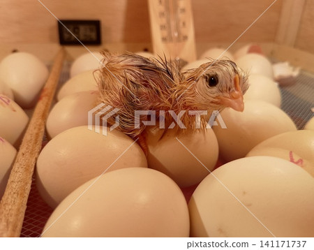 Recently Hatched Little Chick looking forward inside Poultry Incubator Recently Hatched Little Chick looking forward inside Poultry Incubator 141171737