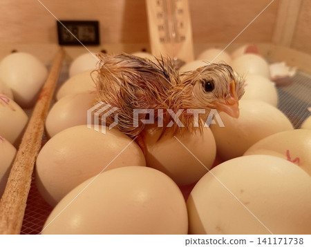 Newborn Baby Chick Sitting on Top of White Chicken Eggs in Incubator Newborn Baby Chick Sitting on Top of White Chicken Eggs in Incubator 141171738