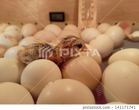 Close Up of Wet Baby Chick Resting on Eggs inside Poultry Hatchery 141171741