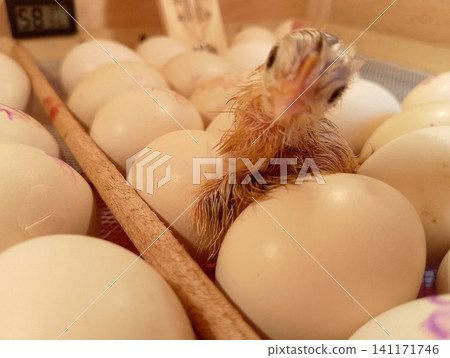 Cute Newborn Chick Standing on Chicken Eggs Looking at Camera Inside Hatchery Cute Newborn Chick Standing on Chicken Eggs Looking at Camera Inside Hatchery 141171746