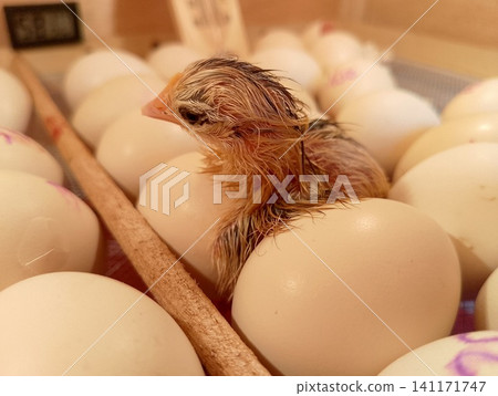 Fragile Recently Born Baby Chick Side Profile Perched on White Hatching Eggs 141171747