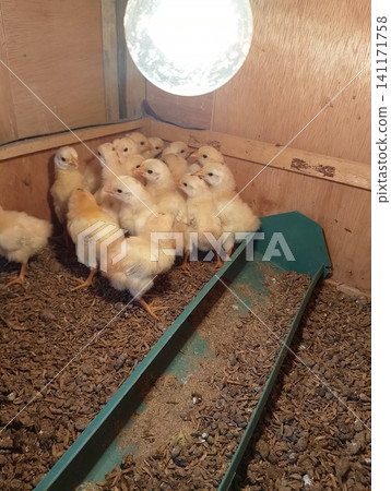 Group of Mixed Breed Baby Chicks Eating from Green Feeder Trough Group of Mixed Breed Baby Chicks Eating from Green Feeder Trough 141171758