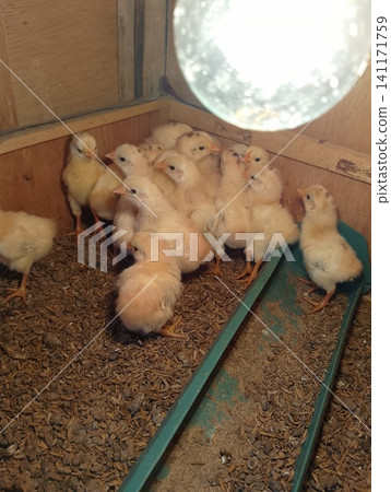 Top View of Diverse Newborn Chicks Crowding Around Green Plastic Feeder Top View of Diverse Newborn Chicks Crowding Around Green Plastic Feeder 141171759