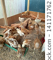High Angle View of Young Brown and White Chickens Foraging in Wooden Brooder Pen 141171762
