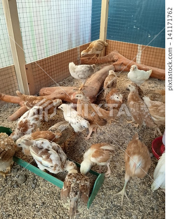 High Angle View of Young Brown and White Chickens Foraging in Wooden Brooder Pen 141171762
