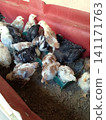 Group of Mixed Color Baby Chicks Feeding from Trough Inside Red Brooder Box 141171763