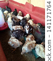 Diverse Flock of Baby Chicks Crowding Around Feeder in Red Poultry Brooder Cage 141171764