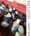 Close Up of Colorful Baby Chicks Eating Feed from Long Plastic Trough in Brooder 141171765