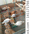 Young Brown and White Chickens Feeding Through Wire Mesh Grid inside Wooden Coop 141171766
