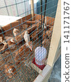Young Domestic Chickens and Water Dispenser Viewed Through Wire Mesh Coop Fence 141171767