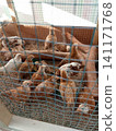 Flock of Adolescent Brown Chickens Foraging on Wood Shavings Behind Mesh Wire Fence 141171768