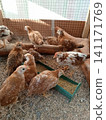 Close Up of Young Brown Chickens Eating Feed From Green Trough inside Wooden 141171769