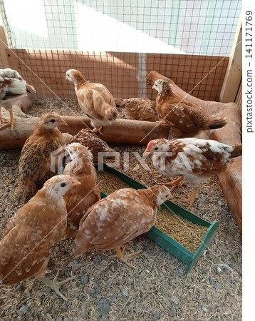Close Up of Young Brown Chickens Eating Feed From Green Trough inside Wooden 141171769