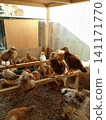Young Chickens Perched on Wooden Planks Inside Poultry Brooder Coop 141171770