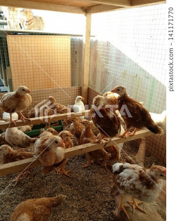 Young Chickens Perched on Wooden Planks Inside Poultry Brooder Coop Young Chickens Perched on Wooden Planks Inside Poultry Brooder Coop 141171770