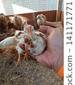 Close Up of Hand Holding Young Speckled Chicken Inside Poultry Pen 141171771