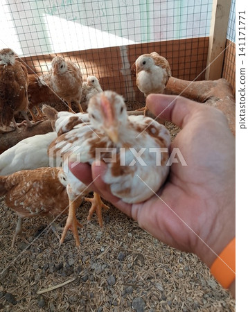 Close Up of Hand Holding Young Speckled Chicken Inside Poultry Pen 141171771