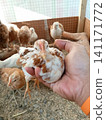 Human Hand Cradling Young Brown and White Chicken in Brooder Cage 141171772