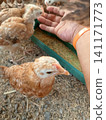 Hand Feeding Young Brown Chickens Grain from Green Trough in Coop 141171773
